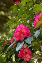  - Rhododendron 'Clémentine Lemaire'