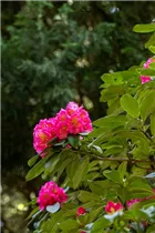  - Rhododendron 'Clémentine Lemaire'