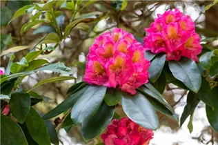  - Rhododendron 'Clémentine Lemaire'