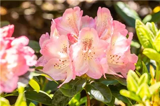  - Rhododendron 'Felicitas'
