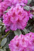 - Rhododendron 'Constanze'  - Rhododendron 'Constanze'