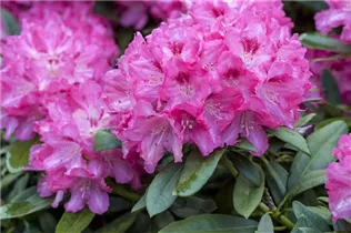 - Rhododendron 'Constanze'  - Rhododendron 'Constanze'