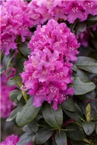 - Rhododendron 'Constanze'  - Rhododendron 'Constanze'