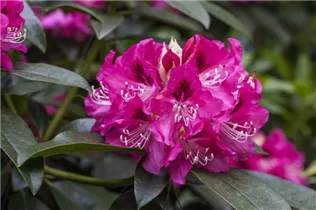 - Rhododendron 'Constanze'  - Rhododendron 'Constanze'