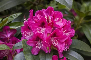 - Rhododendron 'Constanze'  - Rhododendron 'Constanze'
