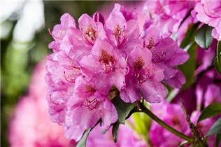 - Rhododendron 'Constanze'  - Rhododendron 'Constanze'