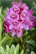  - Rhododendron ferrugineum