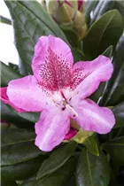  - Rhododendron 'Cosmopolitan'