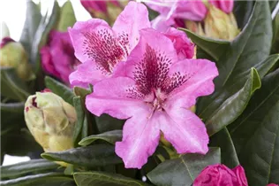  - Rhododendron 'Cosmopolitan'