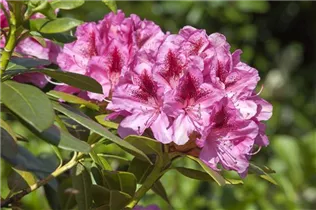  - Rhododendron 'Cosmopolitan'