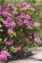  - Rhododendron 'Cosmopolitan'