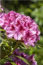  - Rhododendron 'Cosmopolitan'