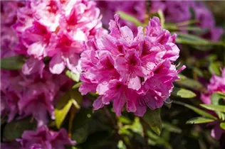  - Rhododendron 'Cosmopolitan'