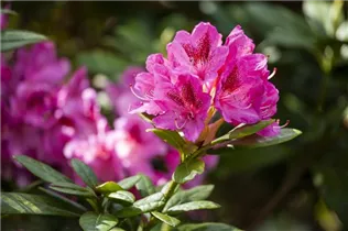  - Rhododendron 'Cosmopolitan'