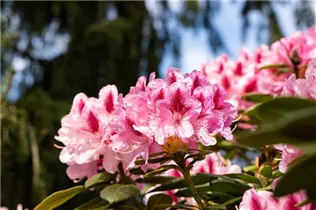  - Rhododendron 'Cosmopolitan'