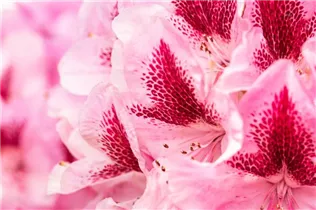  - Rhododendron 'Cosmopolitan'