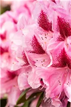  - Rhododendron 'Cosmopolitan'