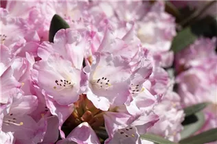  - Rhododendron fictolacteum