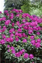  - Rhododendron 'Crown Prince'