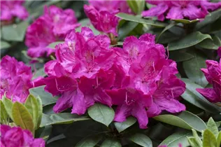 - Rhododendron 'Crown Prince'