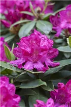  - Rhododendron 'Crown Prince'