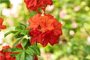  - Rhododendron 'Firecracker'