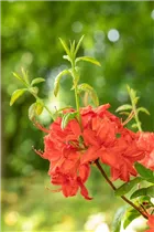  - Rhododendron 'Firecracker'