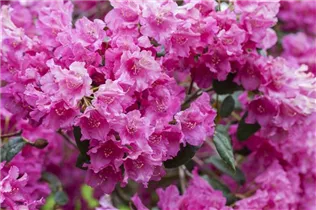  - Rhododendron 'Florence Sarah Smith'