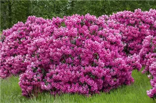  - Rhododendron 'Florence Sarah Smith'