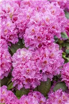  - Rhododendron 'Florence Sarah Smith'