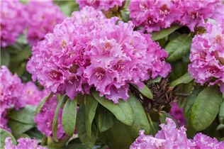  - Rhododendron 'Florence Sarah Smith'