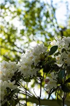  - Rhododendron 'Dairymaid'