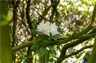  - Rhododendron 'Dairymaid'