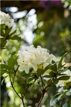  - Rhododendron 'Dairymaid'