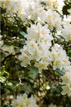  - Rhododendron 'Dairymaid'