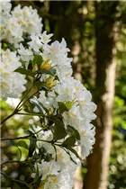  - Rhododendron 'Dairymaid'