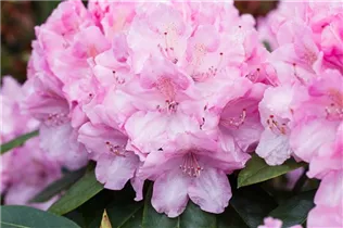  - Rhododendron 'Frentano'®