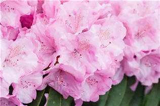  - Rhododendron 'Frentano'®