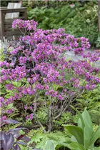  - Rhododendron dauricum