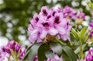  - Rhododendron 'James Nasmyth'