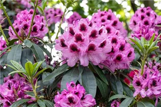  - Rhododendron 'James Nasmyth'