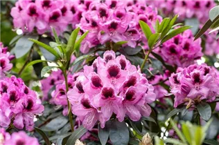  - Rhododendron 'James Nasmyth'