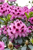  - Rhododendron 'James Nasmyth'