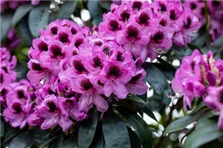  - Rhododendron 'James Nasmyth'