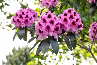  - Rhododendron 'James Nasmyth'