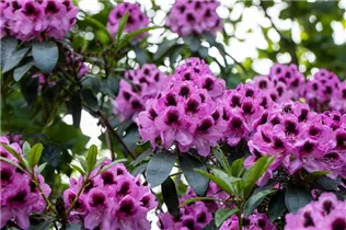  - Rhododendron 'James Nasmyth'