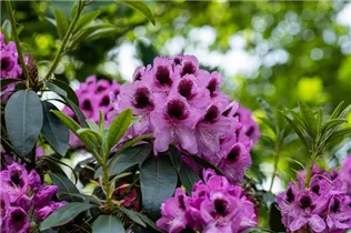  - Rhododendron 'James Nasmyth'