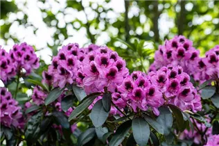  - Rhododendron 'James Nasmyth'