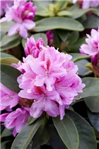  - Rhododendron 'Furnivall´s Daughter'
