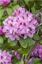  - Rhododendron 'Furnivall´s Daughter'